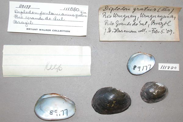 specimen