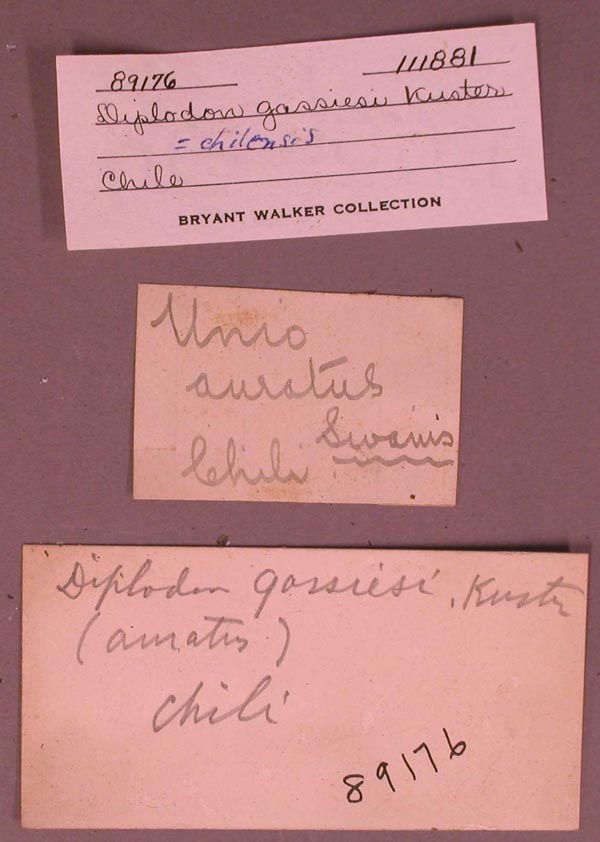 specimen