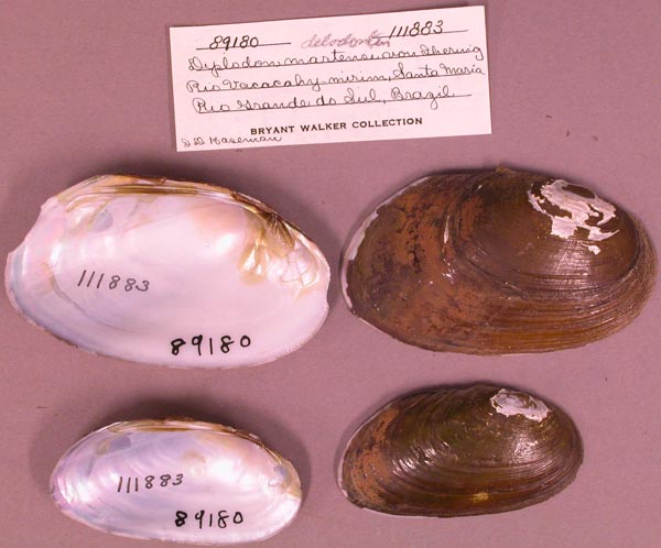 specimen