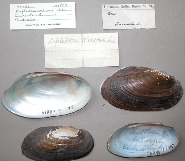 specimen