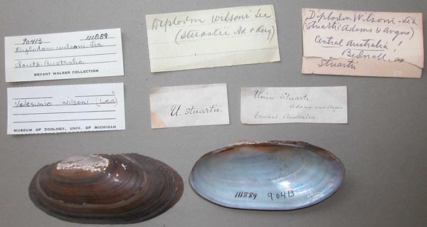 specimen