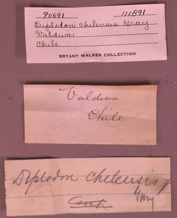 specimen