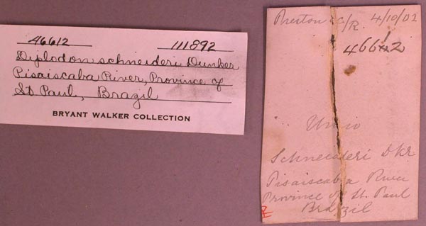 specimen