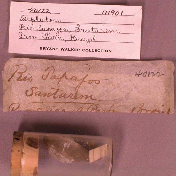 specimen