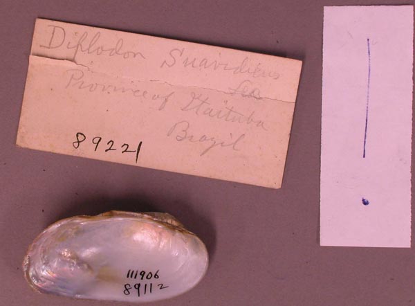 specimen