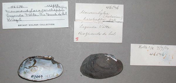 specimen
