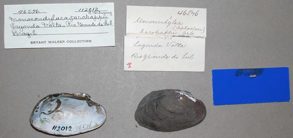 specimen
