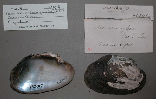 specimen