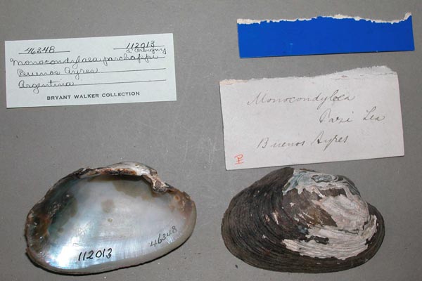 specimen