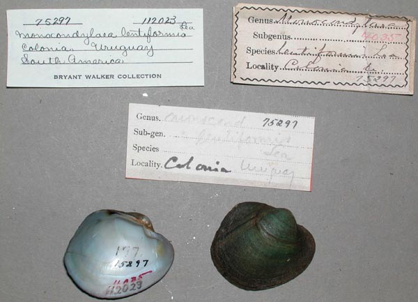 specimen