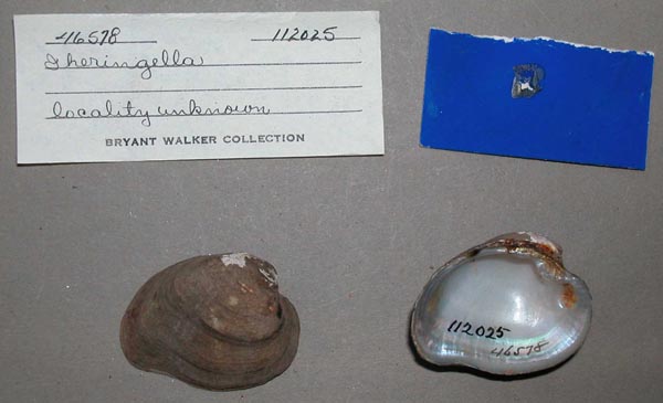 specimen