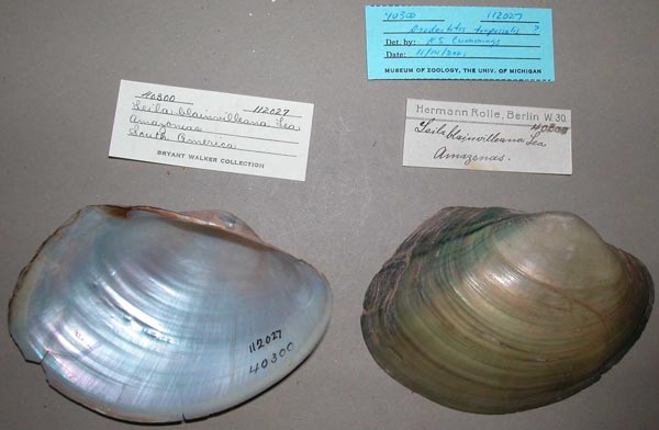 specimen