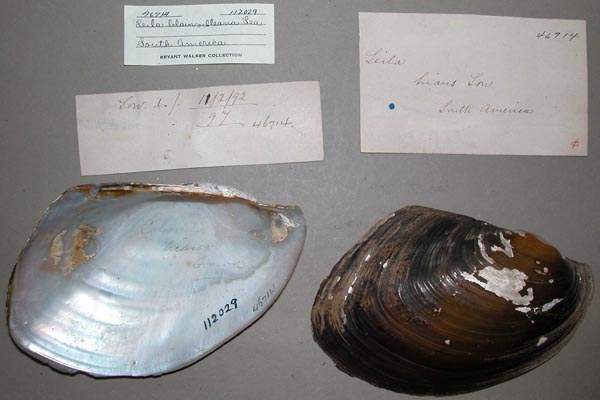 specimen