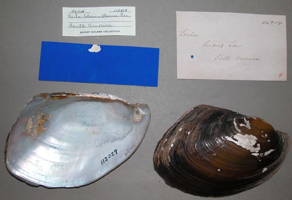 specimen