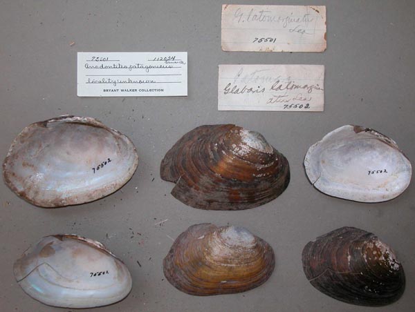 specimen