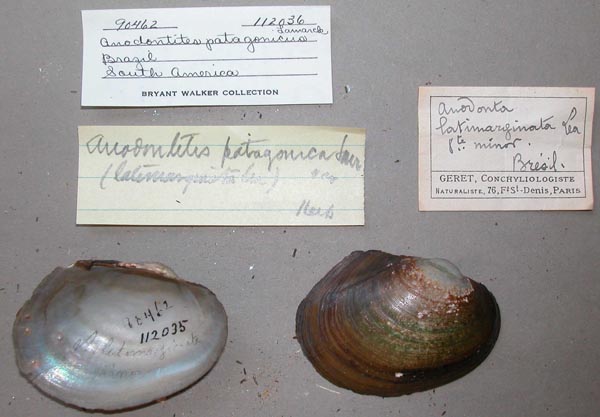 specimen