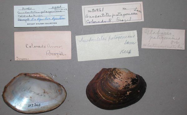 specimen