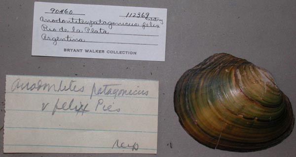 specimen