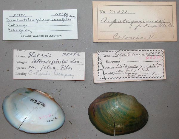 specimen