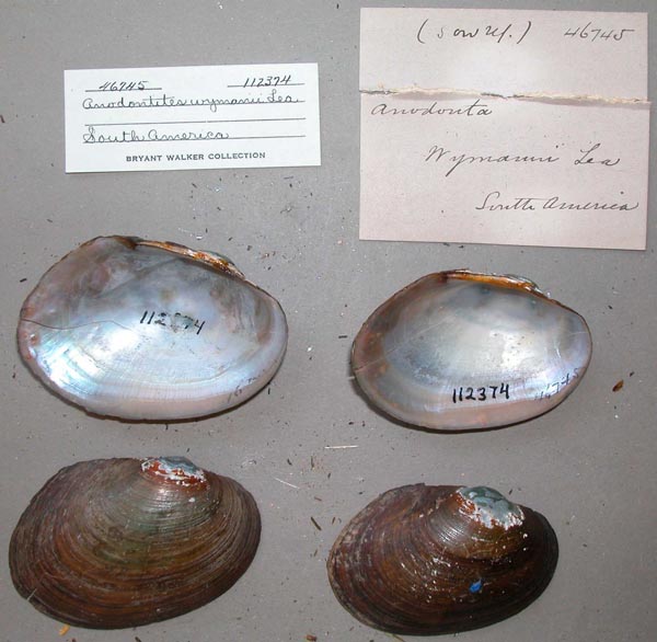 specimen