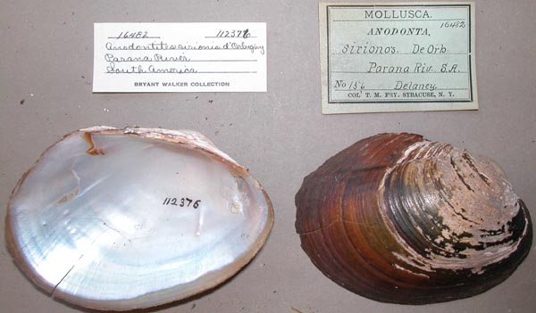 specimen
