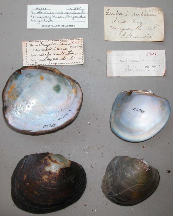 specimen