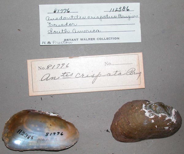 specimen