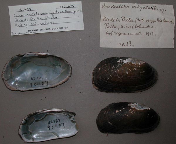 specimen