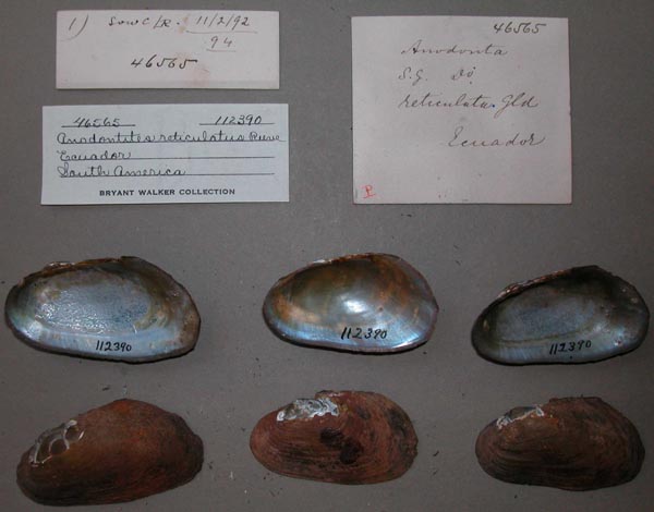 specimen