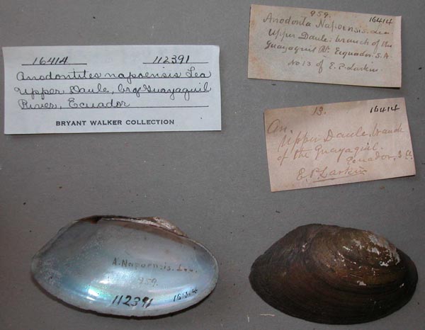 specimen