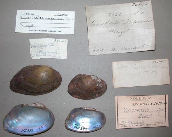 specimen