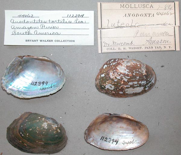 specimen