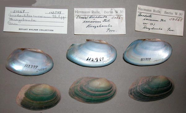 specimen