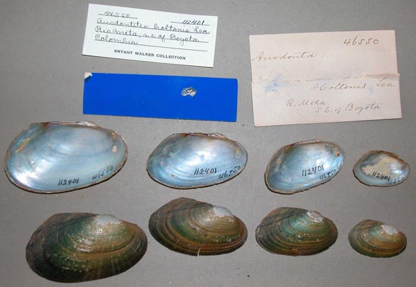 specimen