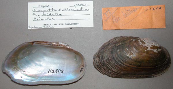 specimen