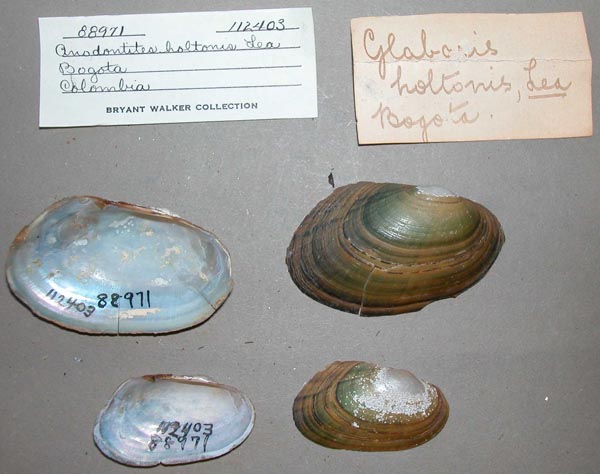 specimen