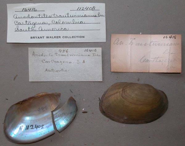 specimen