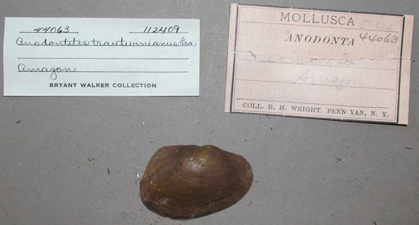 specimen