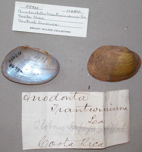 specimen