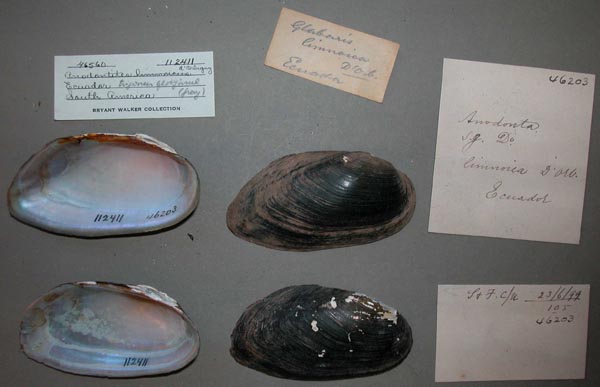 specimen