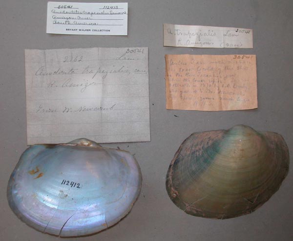 specimen