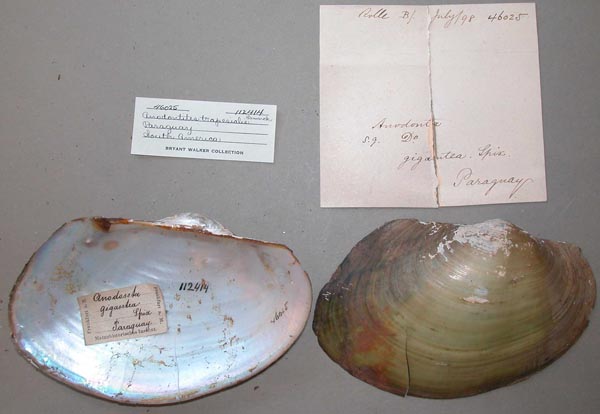specimen
