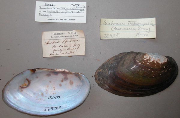 specimen