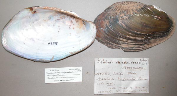 specimen