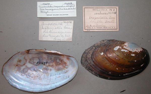 specimen