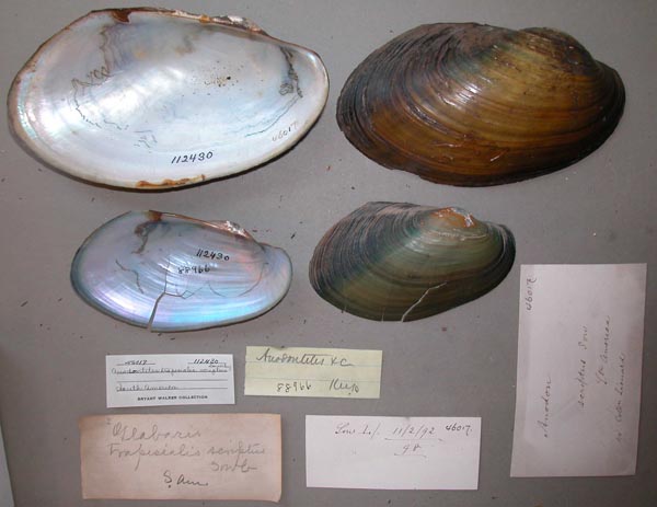 specimen