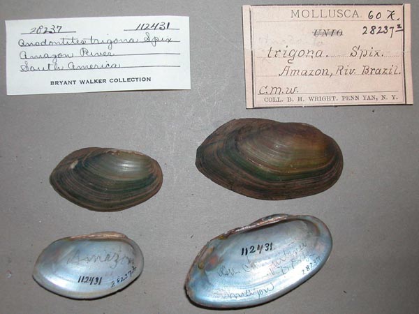 specimen