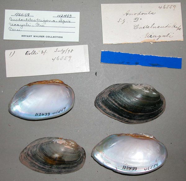specimen