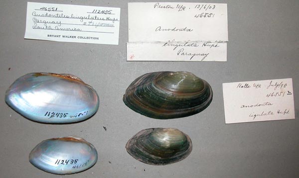 specimen