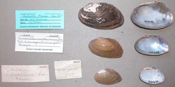 specimen